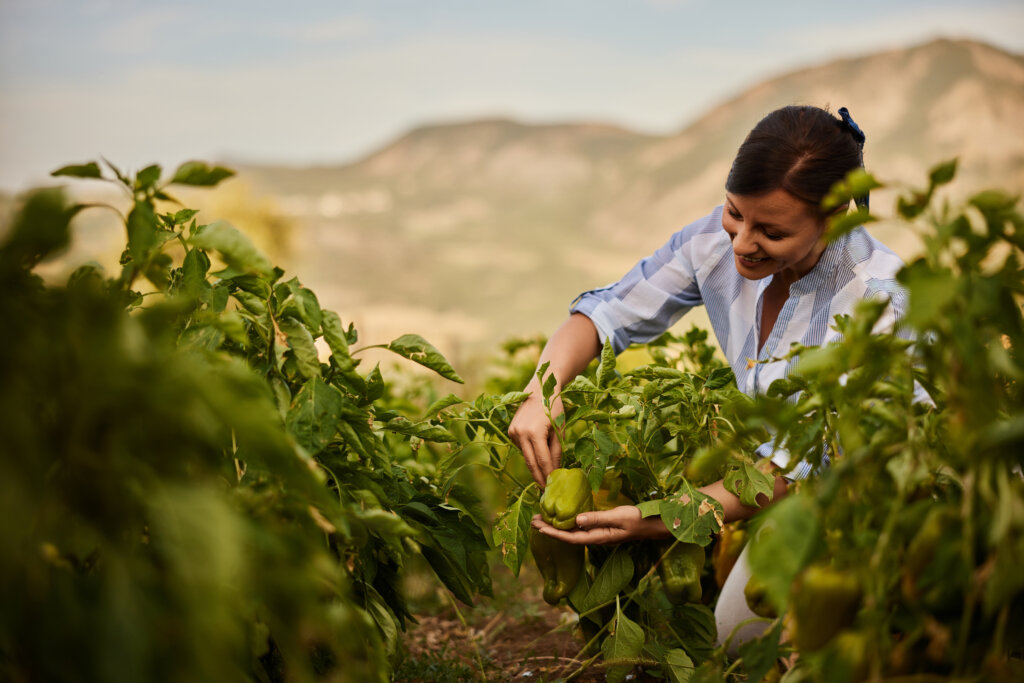 A hard-working woman being in the garden, picking up the bell peppers.